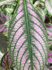 Strobilanthes auriculata dyeriana