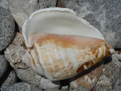 Titanostrombus galeatus