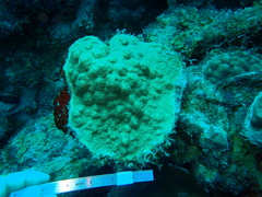 Porites astreoides