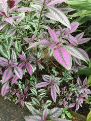 Strobilanthes auriculata dyeriana