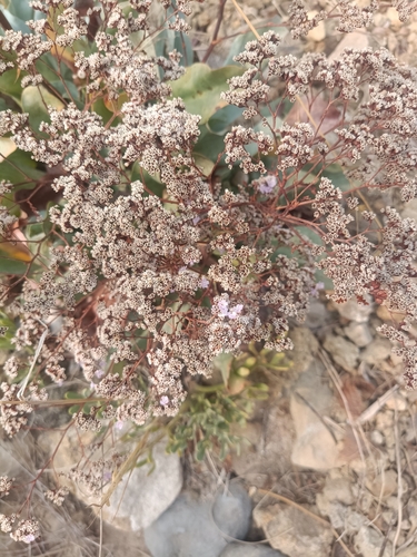 Limonium ovalifolium, photograph 1