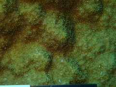 Porites astreoides