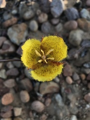 Calochortus weedii weedii