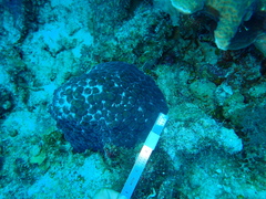 Montastraea cavernosa