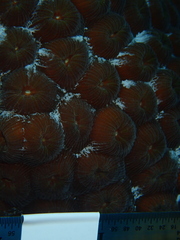 Montastraea cavernosa