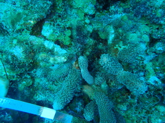 Porites porites