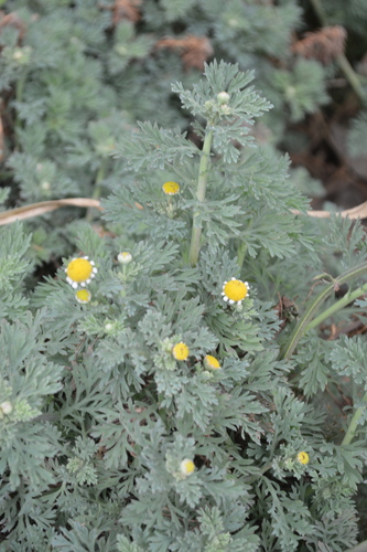 Image of Cotula nigellifolia by (c) Hildegard Klein, some rights reserved (CC BY)