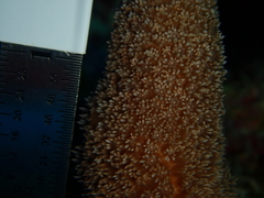 Porites porites