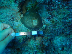 Stephanocoenia intersepta