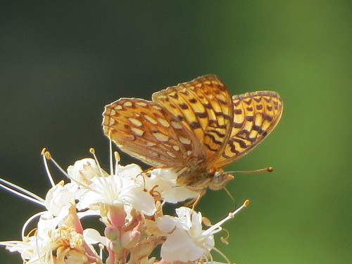 Coronis Fritillary photo 3