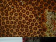 Stephanocoenia intersepta