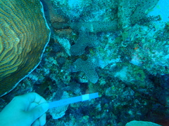 Porites porites