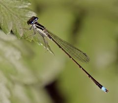 Argentagrion ambiguum
