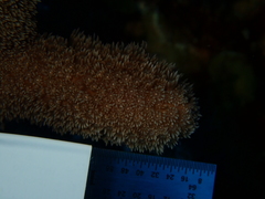 Porites porites