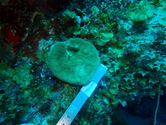 Porites astreoides