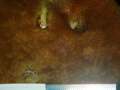 Porites astreoides