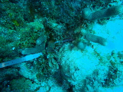 Porites porites