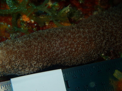 Porites porites
