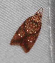 Lophopepla igniferella