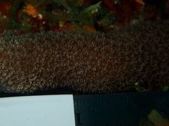 Porites porites