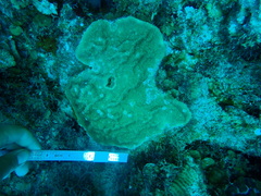 Porites astreoides