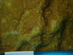 Porites astreoides