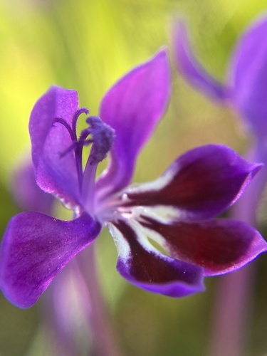 Image of Lapeirousia jacquinii by (c) Simon Tamblyn, some rights reserved (CC BY)