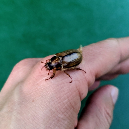 Amphimallon fuscum