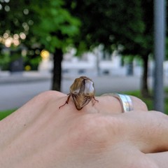 Melolontha melolontha