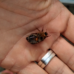 Melolontha melolontha