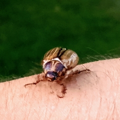 Melolontha melolontha