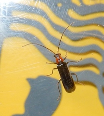 Rhagonycha