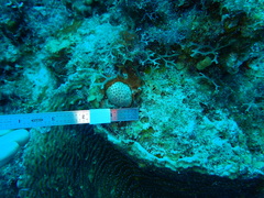 Stephanocoenia intersepta