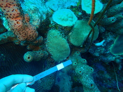 Stephanocoenia intersepta