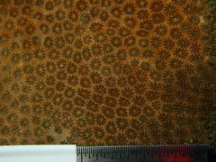 Stephanocoenia intersepta