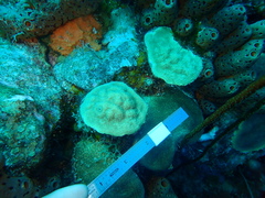 Porites astreoides