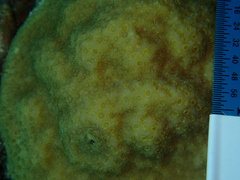 Porites astreoides