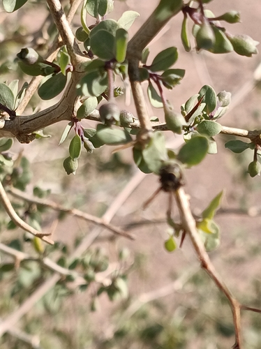 Image of Lycium boerhaviifolium by (c) Benjamin Bender, some rights reserved (CC BY)
