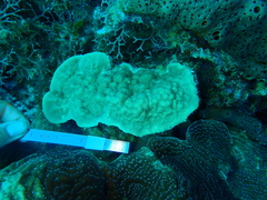 Porites astreoides