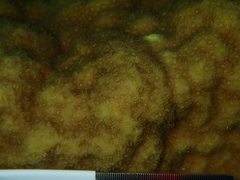 Porites astreoides