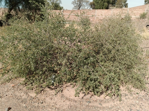Image of Lycium boerhaviifolium by (c) Benjamin Bender, some rights reserved (CC BY)