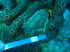 Porites astreoides