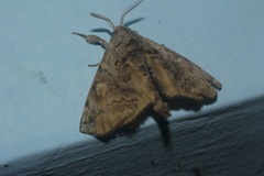 Apatelodes heptaloba