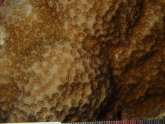 Porites astreoides