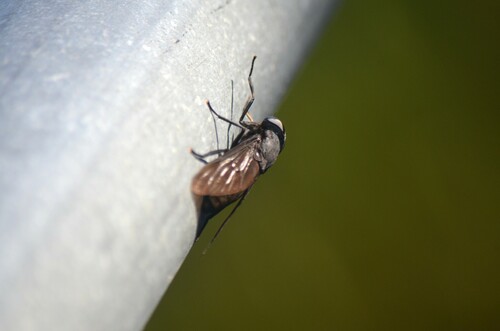 Black horse fly