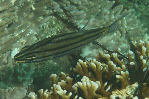 Cheilodipterus isostigmus observed 2024-09-09