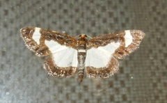 Heliomata cycladata