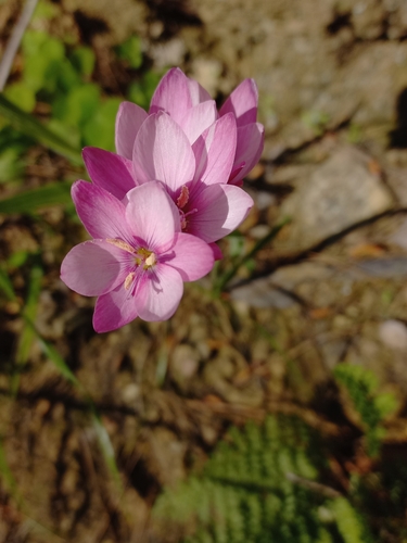 Image of Geissorhiza erosa by (c) Brian du Preez, some rights reserved (CC BY-SA)