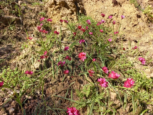 Image of Geissorhiza erosa by (c) Brian du Preez, some rights reserved (CC BY-SA)