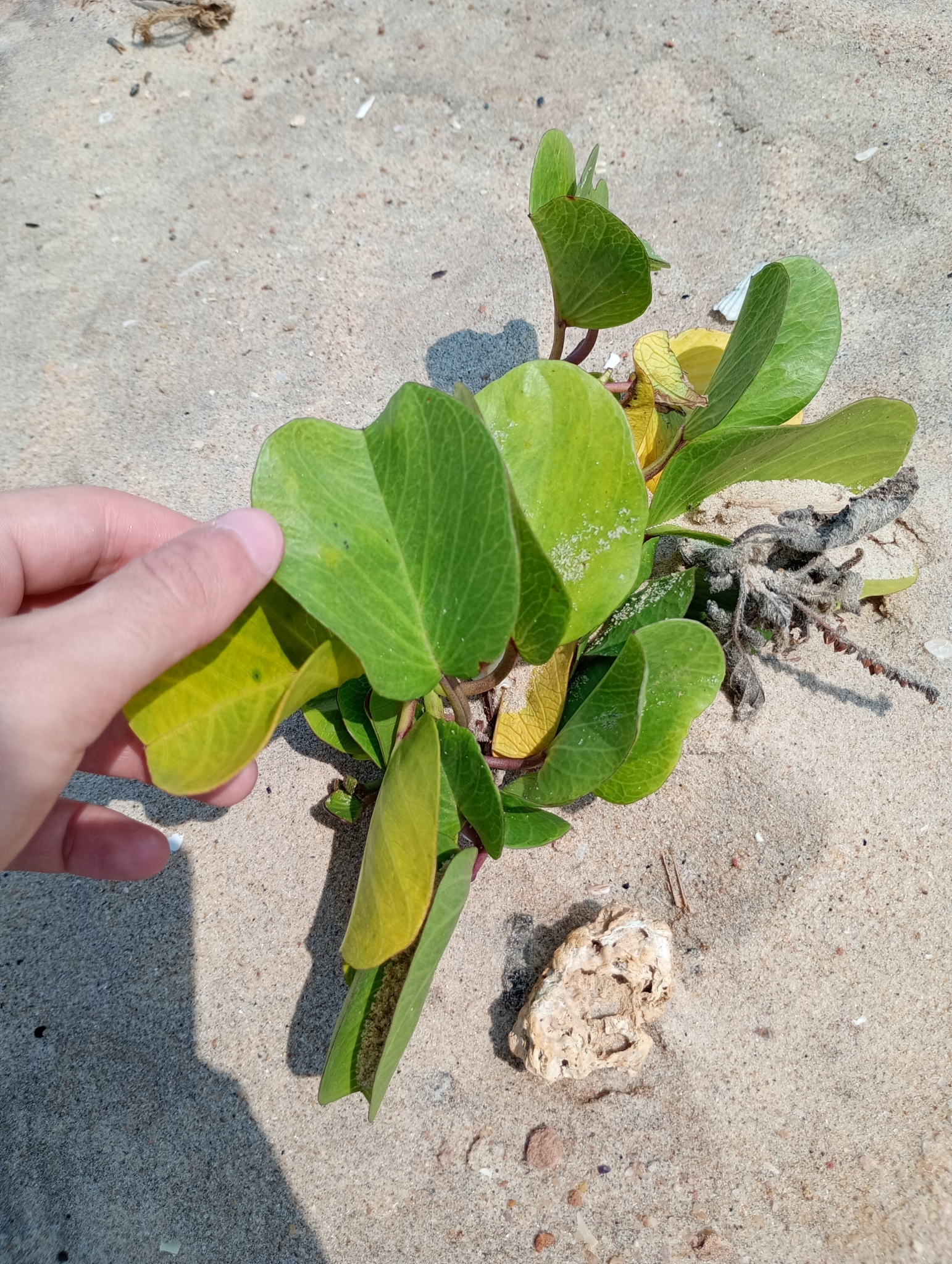 Ipomoea pes-caprae